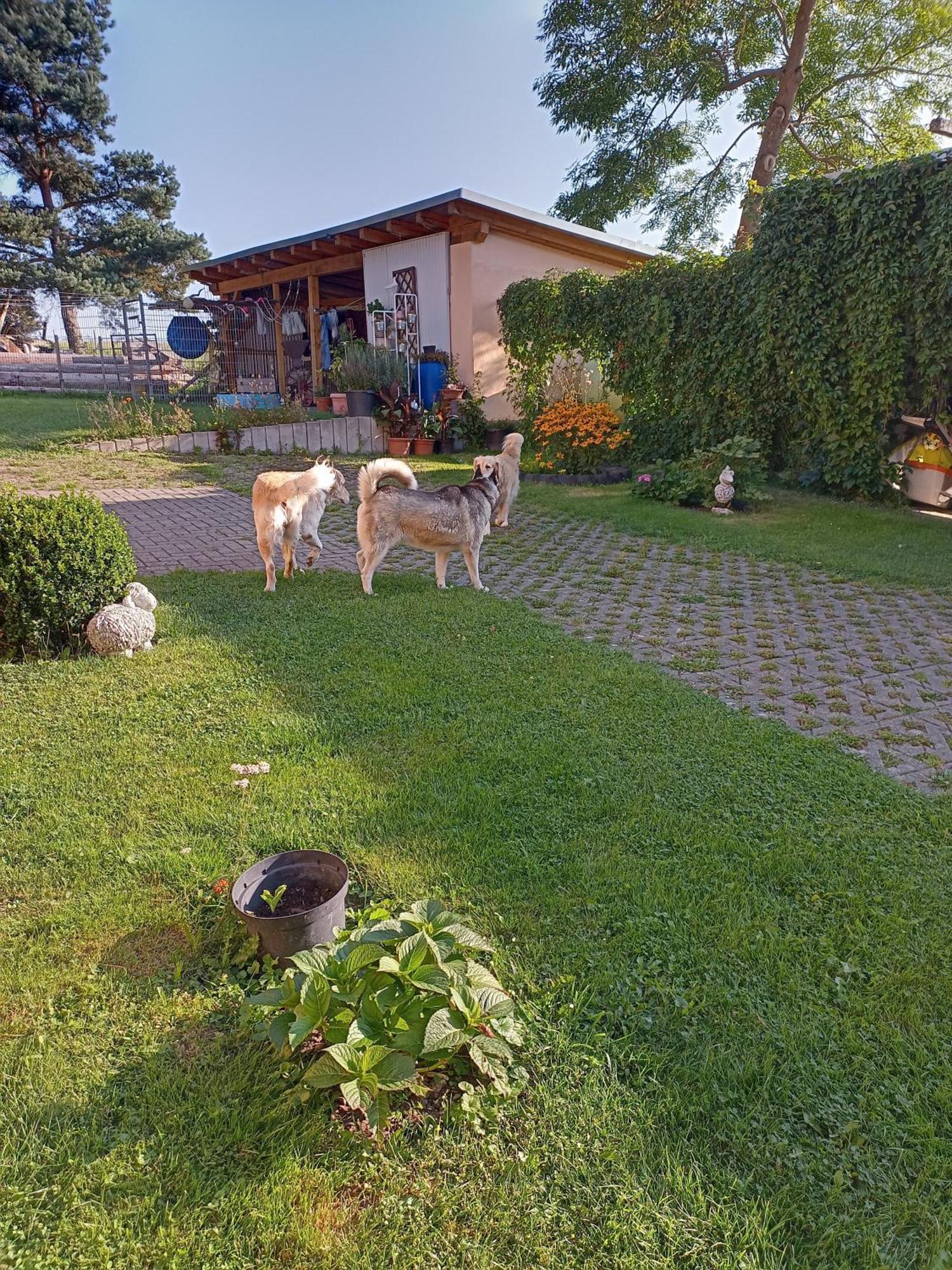 Ferienhof Im Gruenen Herzen Dittersdorf Exteriér fotografie