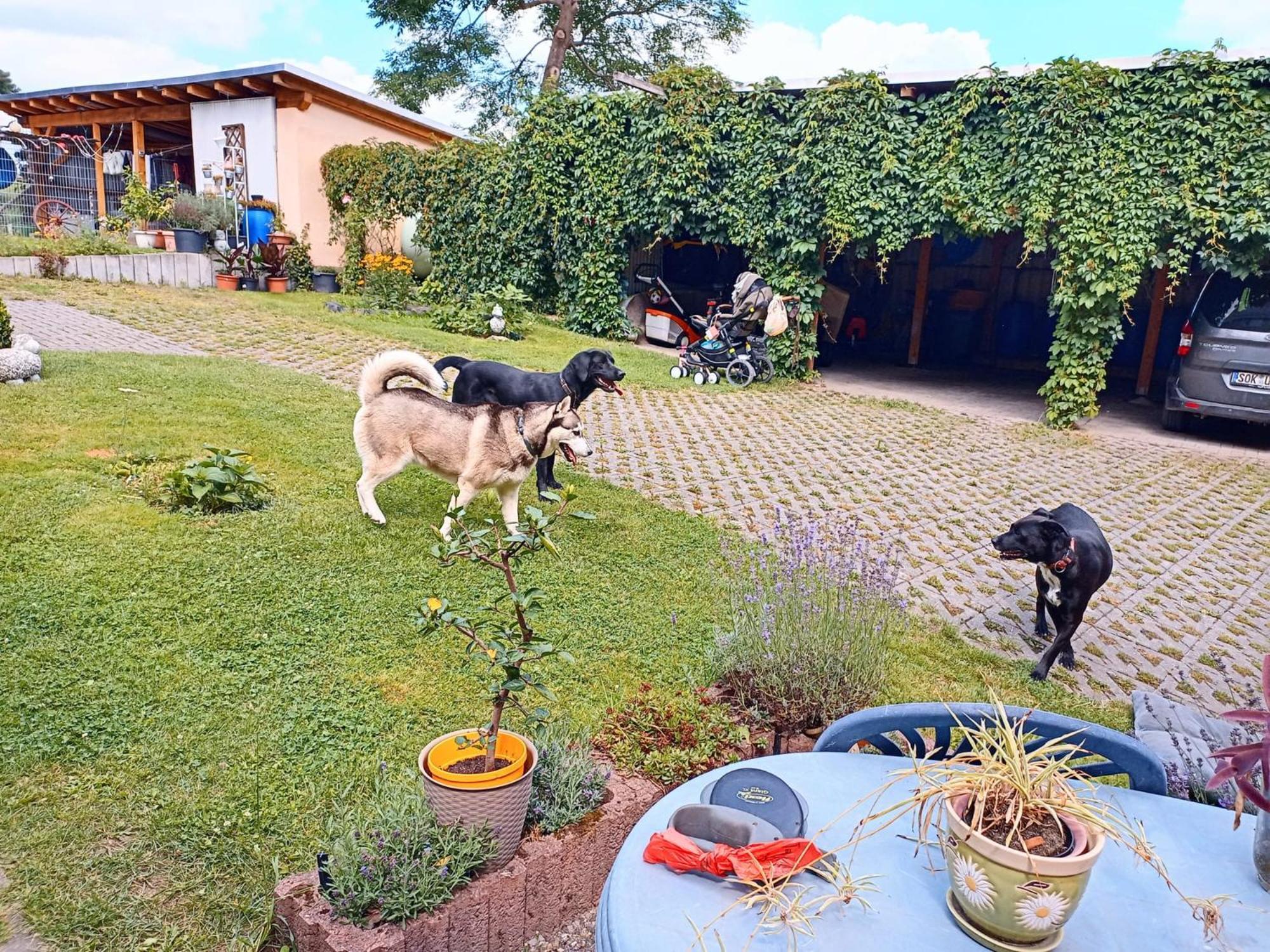 Ferienhof Im Gruenen Herzen Dittersdorf Exteriér fotografie